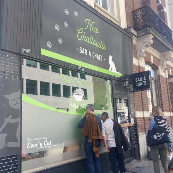 LE NEW CHATOUILLE - Bar à chats – Image 8