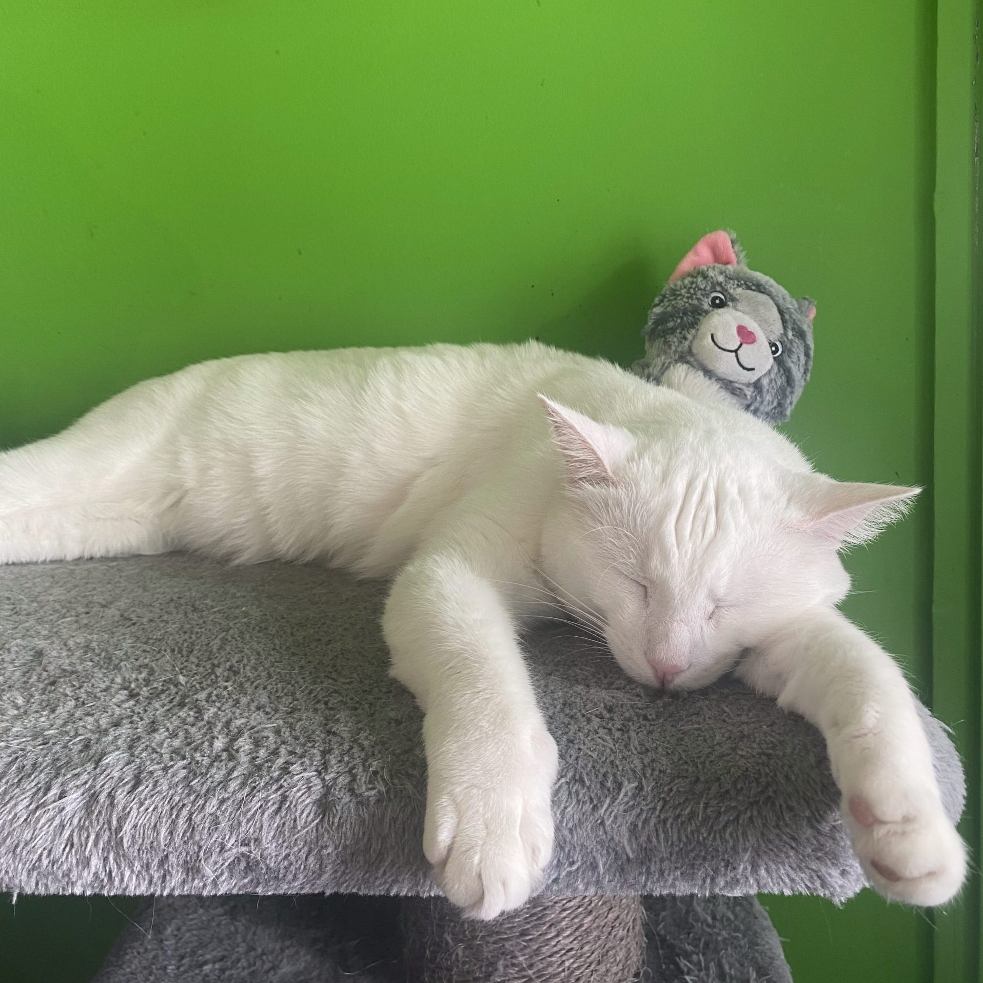 LE NEW CHATOUILLE - Bar à chats – Image 6