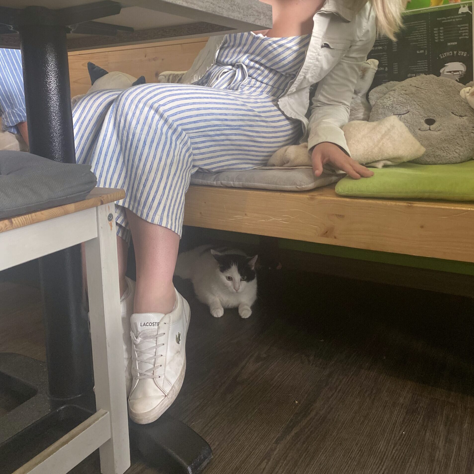 LE NEW CHATOUILLE - Bar à chats – Image 5