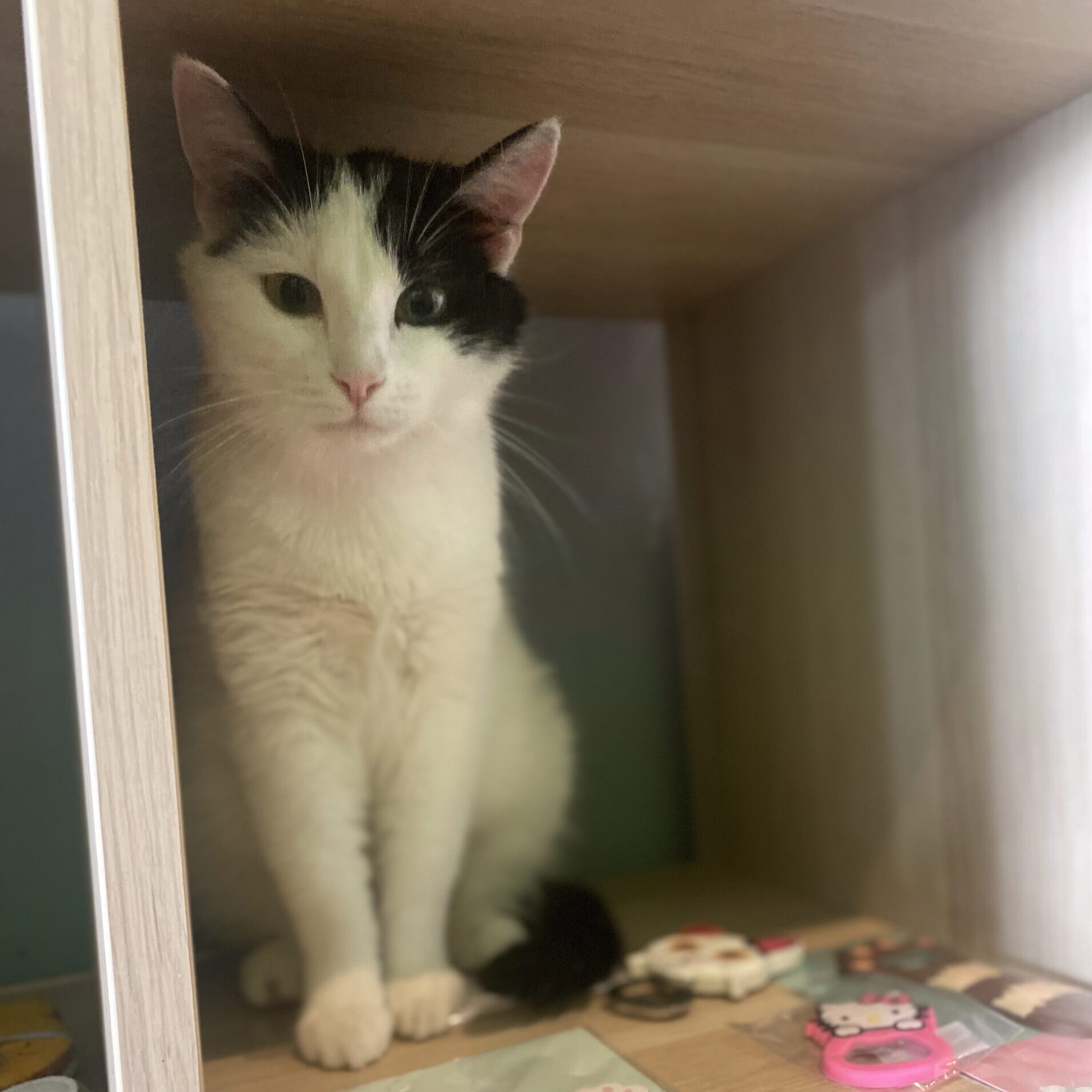 LE NEW CHATOUILLE - Bar à chats – Image 3