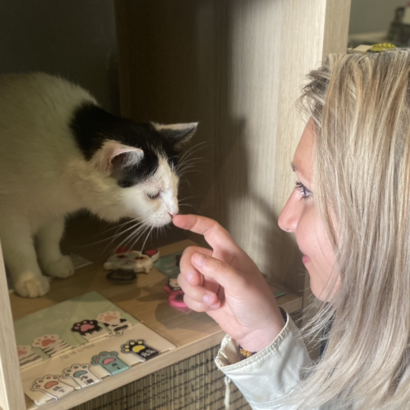 LE NEW CHATOUILLE - Bar à chats